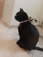 S-XXL Collar de perro de noche reflectante de seguridad correa para el cuello perrito Metal cola agujero collares para pequeño mediano grande perro productos para mascotas 6 colores