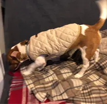 Dog Winter Bulldog-Coat Chihuahu Small French Outfit Puppy Medium Warm 