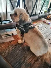 K9 Harnesses For Dogs Customizable Dog Name label Reflective Adjustable Dog Harness Vest