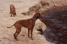 Leash Set Collars Lead Name Custom Personalized Adjustable Plaid Suit Id-Tag Faber