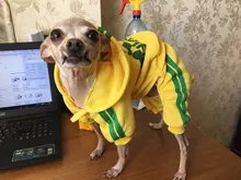 Costume Puppy-Outfit Dogs French Bulldog Chihuahua Pug-Pets Small Medium for Pet-Jumpsuit