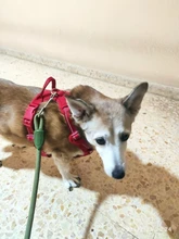 Truelove Pet Dog Harness Large Small For Pitbull Reflective Safety Harness For Dogs