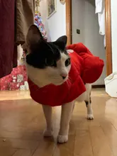 Costume Dog Shirt Dress Christmas Cat-Coat Couple for Small Cats Terrier Ropa Para Perro