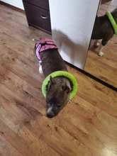 XS-XXL-Pantalones fisiológicos para perros, bragas sanitarias lavables para perros, pantalones cortos, ropa interior