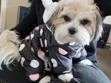 Dog Overalls Clothing Puppy Winter Coat Hoodie Pet-Dog Cotton Thicken Dot for Small Big-Polka-Dot