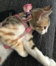 Suave de cuero de gamuza de arnés para perro Cachorro de diamantes de imitación chaleco para gatos mascota Mascotas Cachorro arneses para pequeño mediano perros Chihuahua rosa