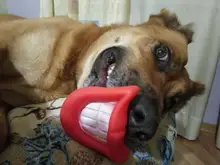 Squeaky Toy Ball Dog Fetching Play Puppy-Cat Chew-Sound Funny Quack 10PCS for Small Pet-Dog