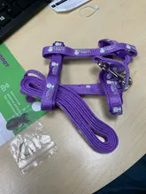 Leash-Set Harnesses Name-Tag Cats Kitten Customized Anti-Lost Nylon And with Blue Red