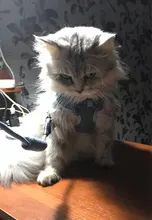 Breakaway Cat Collar Cute Bow Vests Cat Harness and Leash Cat Product Cat Accessories