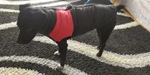 Ropas impermeables para perro para perros pequeños de invierno cálido abrigo para perros ropa de perro grande cachorro Pug chaleco Bulldog francés chaqueta para Chihuahua
