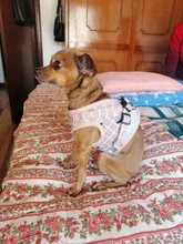 Vest Clothes-Supplies Leash Dog-Chain Chest-Strap Reflective Bichon-Pet Small Printed