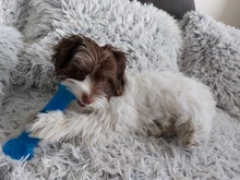 Mordedores de juguete para perros, juguete de hueso de goma, mascarillas agresivas, cepillo Dental para perro, cachorro, cuidado Dental, accesorios para mascotas, gran oferta