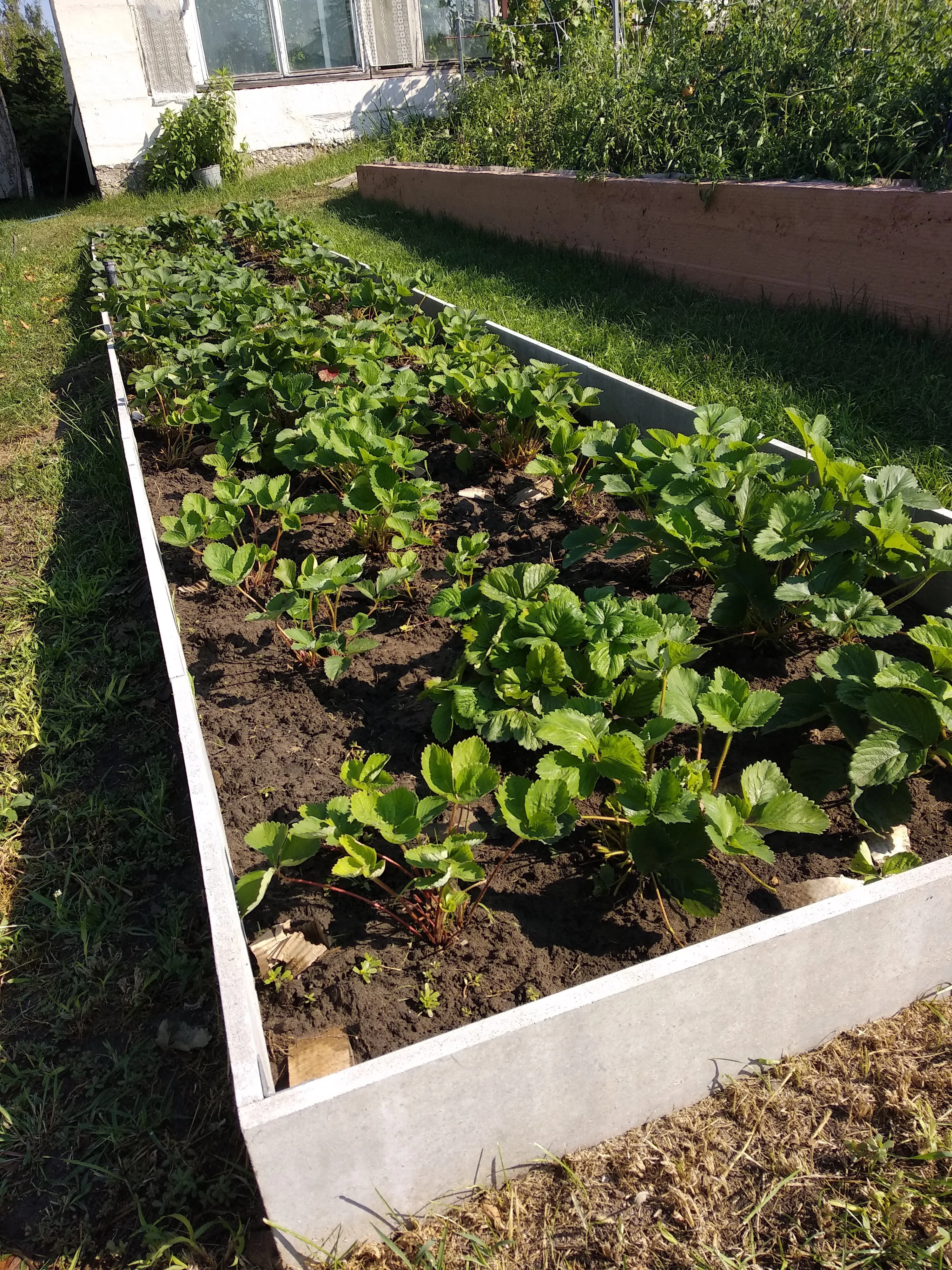 Грядки из цсп своими руками