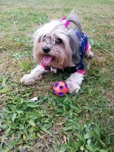 Toys Pets-Supplies Dog-Ball Dog-Chew-Toy Interactive-Ball HOOPET Food-Rubber-Balls Funny