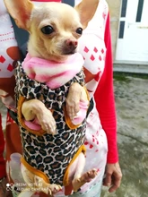 Gato bolsa frente mochila portador de chihuahua de perro de peluche mochila perros pequeños de mascotas productos para mascotas perros chien