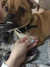 Etiquetas personalizadas para perro y gato, colgante con nombre del número de teléfono, Collar, accesorios para mascotas, pentagrama