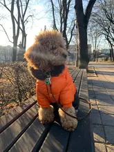 Id-Collar Pendant-Supplies Pet-Name-Tag Customized Dog Metal Personalized Engraving Puppy