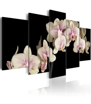 

Picture-orchid on contrasting background