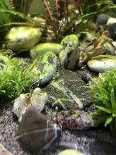 10g de planta de acuario acuáticos hierba de agua decoración para peces tanque fácil creciente césped musgo adornos de jardín hogar paisaje suministros