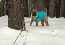 Vest Dog Jacket French Bulldog Waterproof Coat Pet-Outfit Dogs-Pet Winter Large Medium