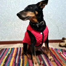 Dog Winter Bulldog-Coat Chihuahu Small French Outfit Puppy Medium Warm 