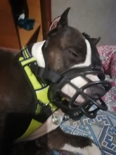 Bozal de silicona suave para perros pequeños, medianos, grandes y x-grandes, cesta transpirable, para mordeduras y ladridos