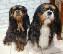 Blower Hair-Dryer Grooming From-Russia Wind-2400w Cat Pet Dog Bs-2400-Ship Eu-Plug Pet-Dog