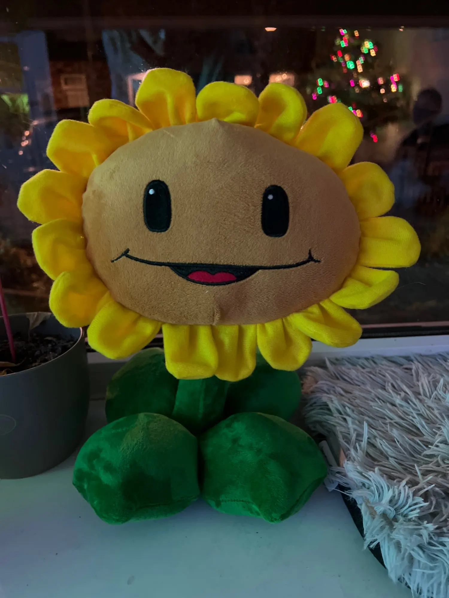 Горох подсолнух. Подсолнух созревший. Подсолнух посев кубань. Астровые подсолнечник. Подсолнечник бамбино фото.