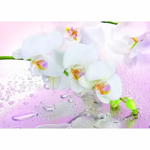 Купить Фотообои В Новосибирске Каталог С Фото