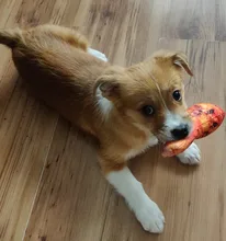 Dog Toys Bite Resistant Cotton Chewing Toy Puppy Interactive Tiny Toys Vegetable Drumstick