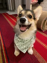 Pañuelo para perro, accesorios para perro, dibujo de fruta, piña, algodón, a cuadros, lavable, babero para perro y gato