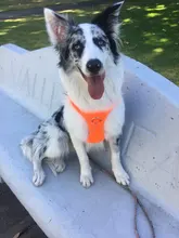 Truelove Pet Dog Harness Large Small For Pitbull Reflective Safety Harness For Dogs