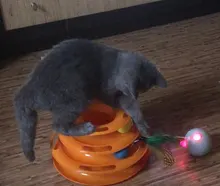 Toy Cat-Toy Ball-Rolling Productos Interactive Electric Colorful Automatic Para Led Ear