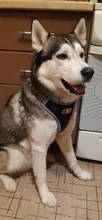 Vest Harnesses Pet-Accessories Husky Adjustable Breast-Band Reflective Large Dog 