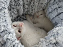 Bed House Puppy-Cushion Kennel Sofa Pet-Bed Deep-Sleeping-Bag Soft Cat Dog Round Adjustable