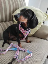 Arnés de Mascota para Bulldog Francés, correas pequeñas y medianas para perros, chaleco de cachorro francés, correa de plomo para perro que camina, productos para mascotas
