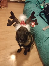 Hat Puppy-Festival-Accessories Party-Product Pet-Headband Hair-Hoop Dog Cat Cosplay Christmas