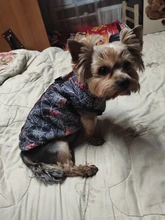 Puppy Vest Coat Clothing Jacket Dogs Chihuahua Waterproof Large Winter Medium Pet-Dog