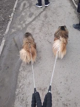 Breakaway Cat Collar Cute Bow Vests Cat Harness and Leash Cat Product Cat Accessories