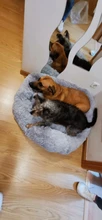 Cama de perro caliente de lana ronda perro perrera casa larga felpa invierno mascotas camas para perros medianos grandes perros gatos cojín del sofá suave esteras