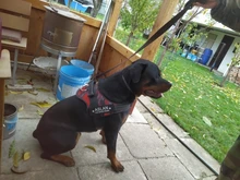 K9 Harnesses For Dogs Customizable Dog Name label Reflective Adjustable Dog Harness Vest