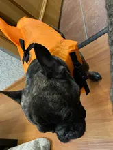 Chaleco salvavidas para perro, chaqueta salvavidas, ropa de baño para perros, traje de baño para mascotas, forma de tiburón