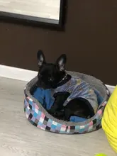 Clothing Puppy-Vest Dog-Coat Pet-Cat-Clothes French-Bulldog Small Dogs Chihuahua Winter