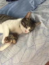 Simulation Bird Mouse Pet Cat Toy Kitten Interactive Training Scratching Toy Feather