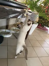 Cat-Toy Lifting-Ball Interactive Electric Funny Flutter