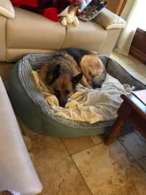 Bed Pet-Bed Labradors-House HOOPET Small Large Soft Warm Winter for Medium Big