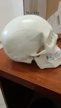 Modelo de cráneo anatómico humano, medicina, Cráneo anatómico humano, cabeza de anatomía, estudiar, enseñanza de la anatomía, suministros, nuevo
