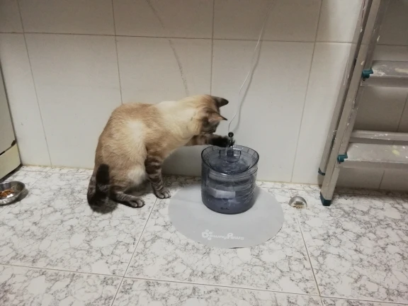 Fontaine d'eau automatique pour chat 2L avec robinet distributeur d'eau pour chien photo review