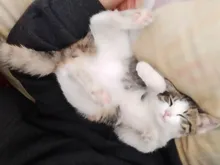 Lentes de contacto para Cosplay, lentillas de Color rojo y blanco para ojos de Halloween, 1 par