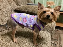 Clothing Jacket Dog Coat Puppy Pets Dogs Fleece Rabbit Small York Medium Soft New 